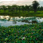Cách Đọc Địa Hình Câu Lure: Nơi Cá Hay Ẩn Nấp Nhất